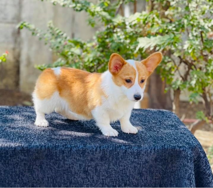 Pembroke Welsh Corgi